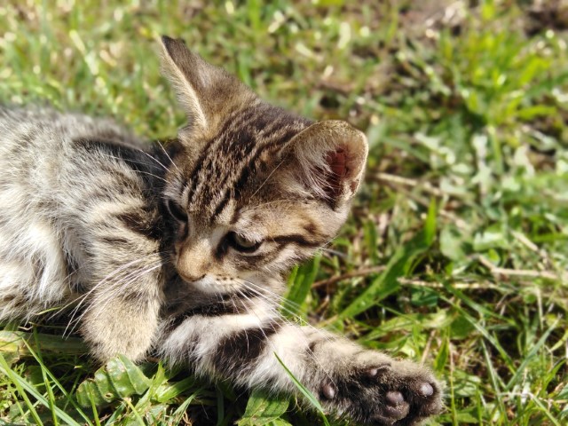 Adorable Kitten Laying on the grass