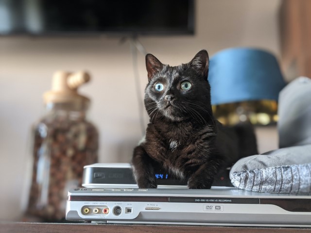 Cat sitting on a DVD player