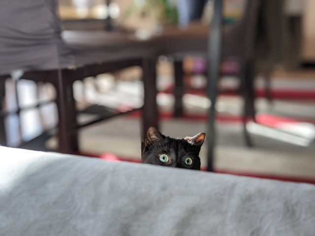 Curious Black Cat