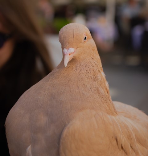 Fancy Pigeon