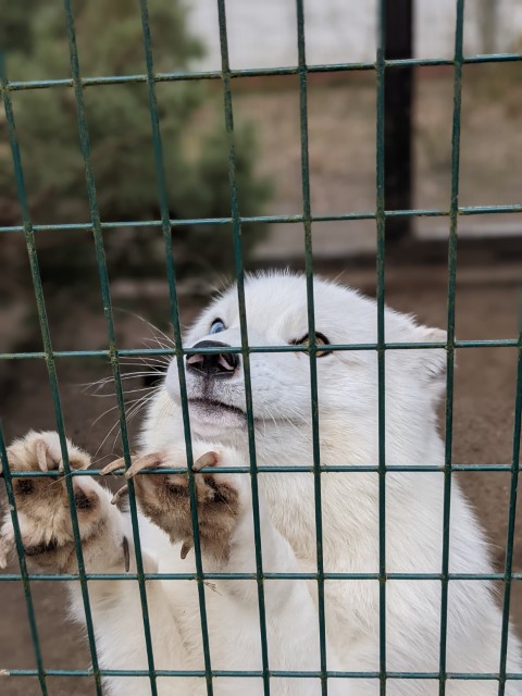 Frosti the Arctic Fox