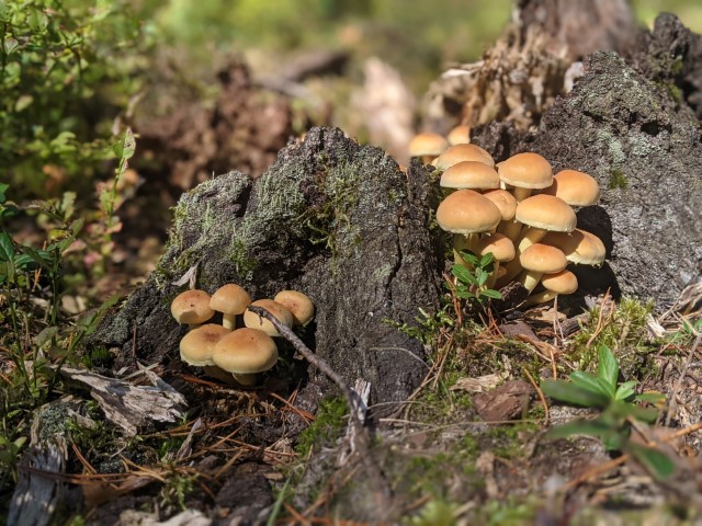 Small Forest Mushrooms