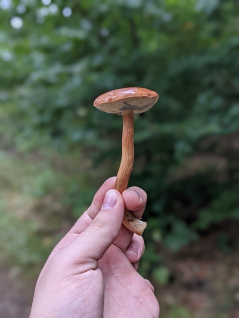 Small Mushroom