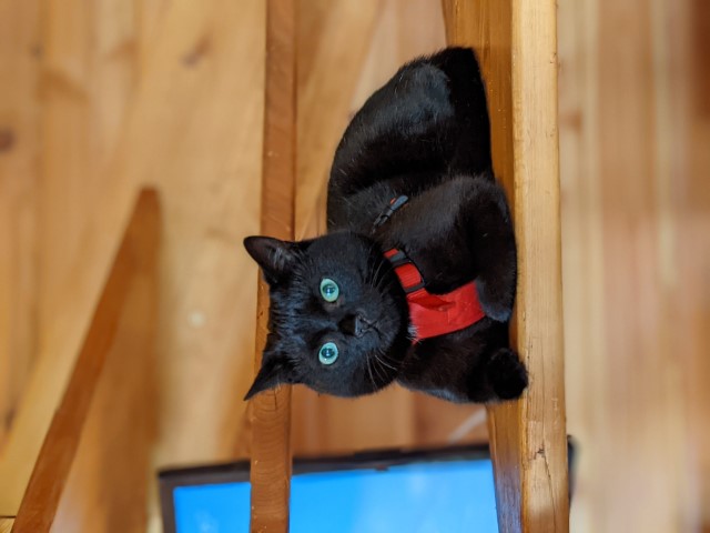 Stair Cat